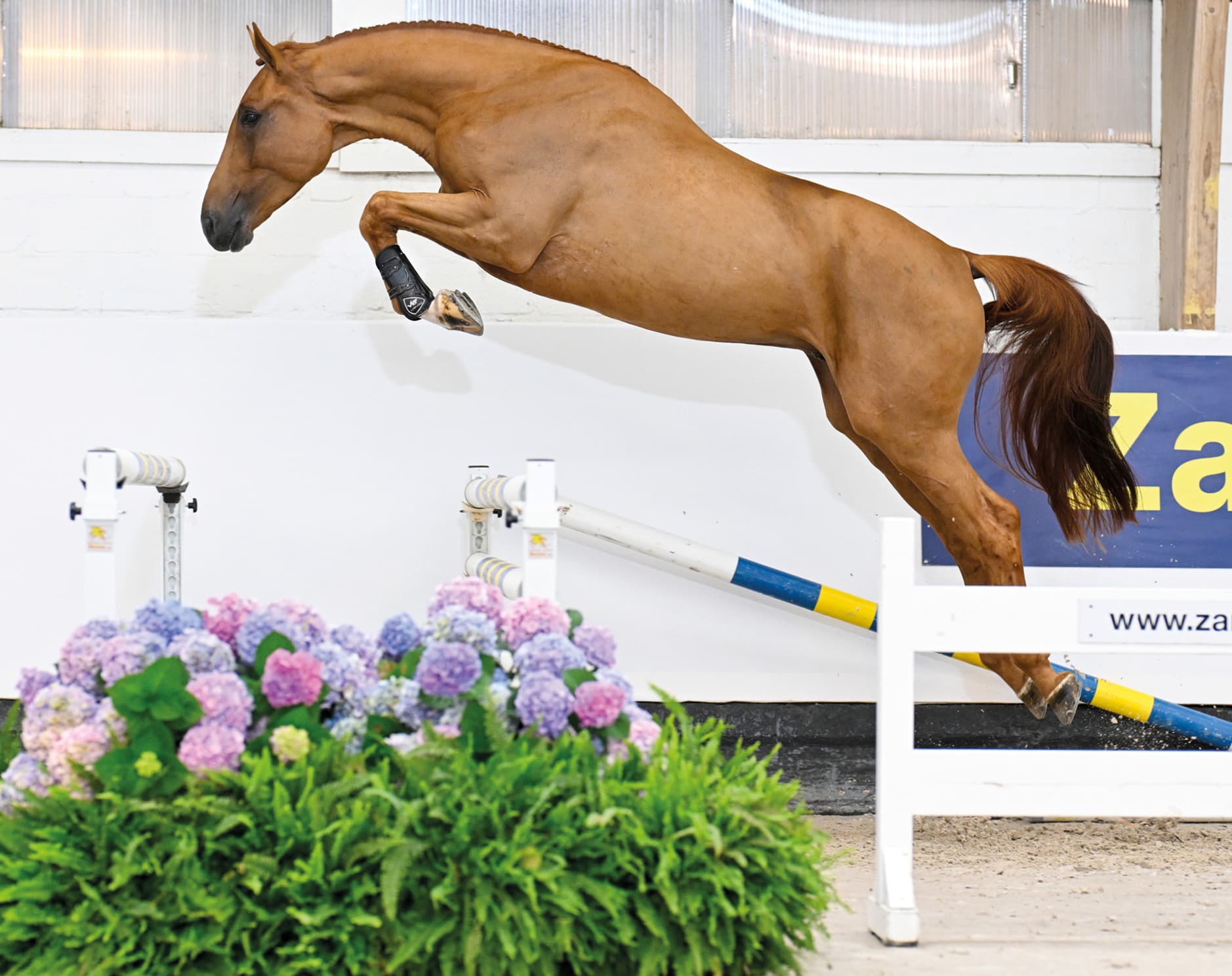 Chacnan auf der auktion in Zangersheide