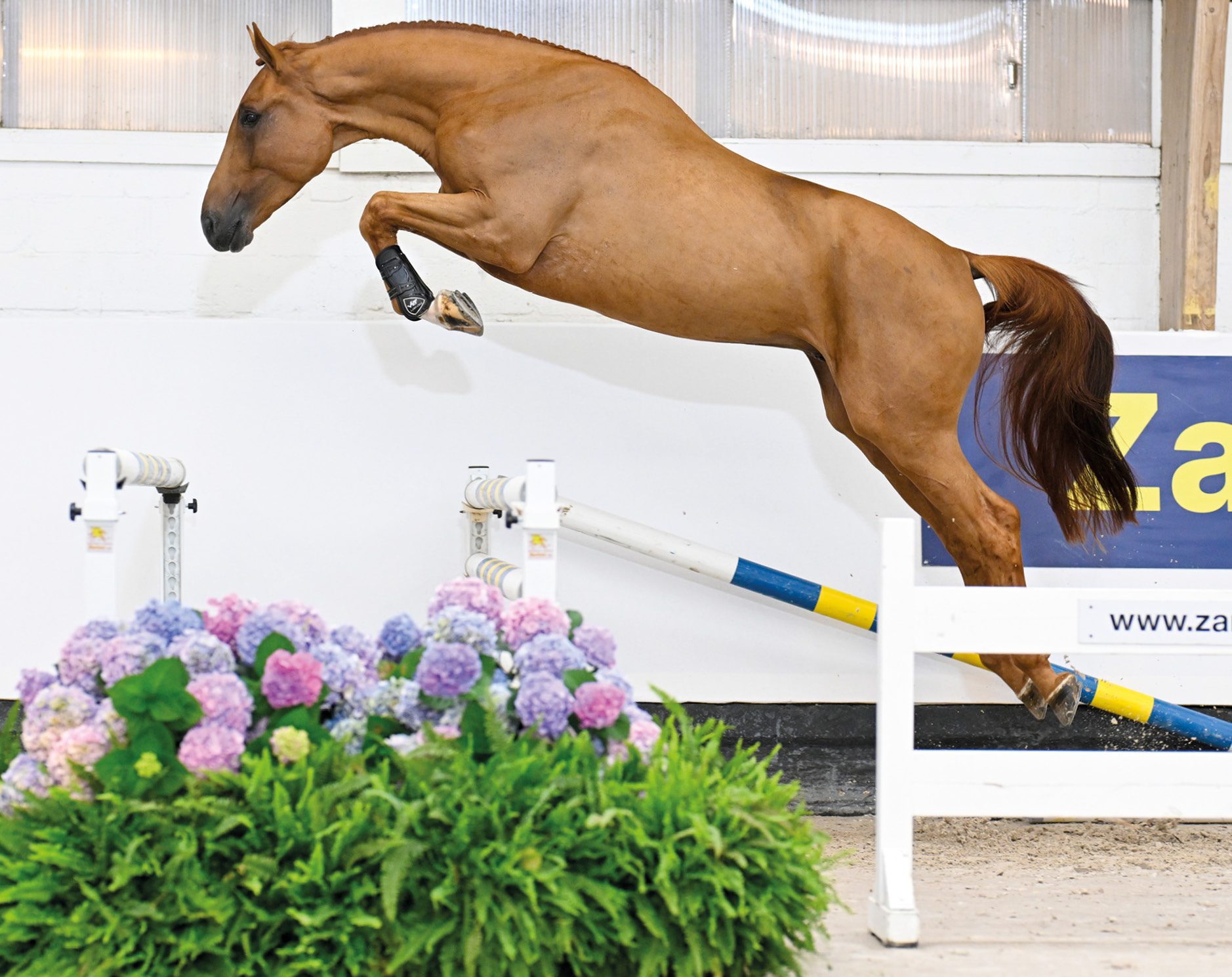 Chacnan auf der auktion in Zangersheide