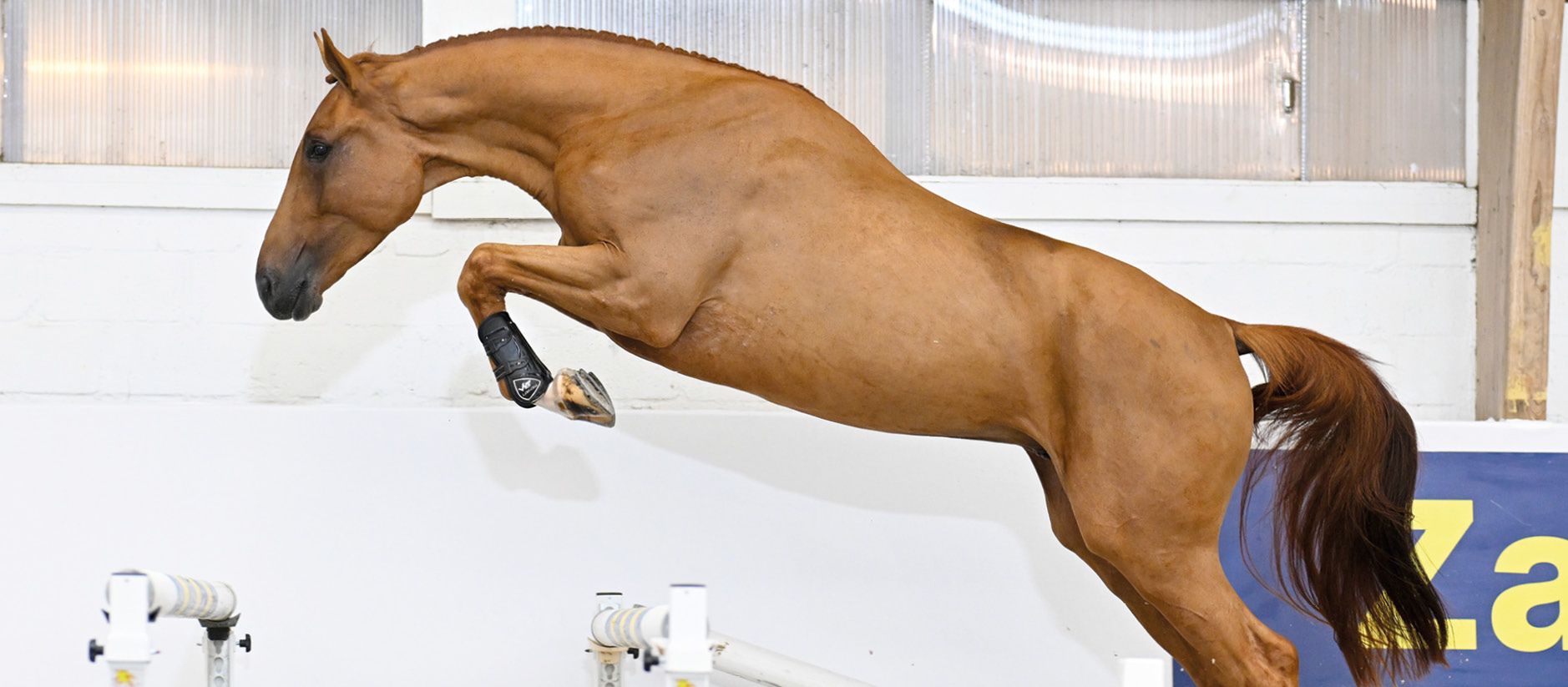 Chacnan auf der auktion in Zangersheide