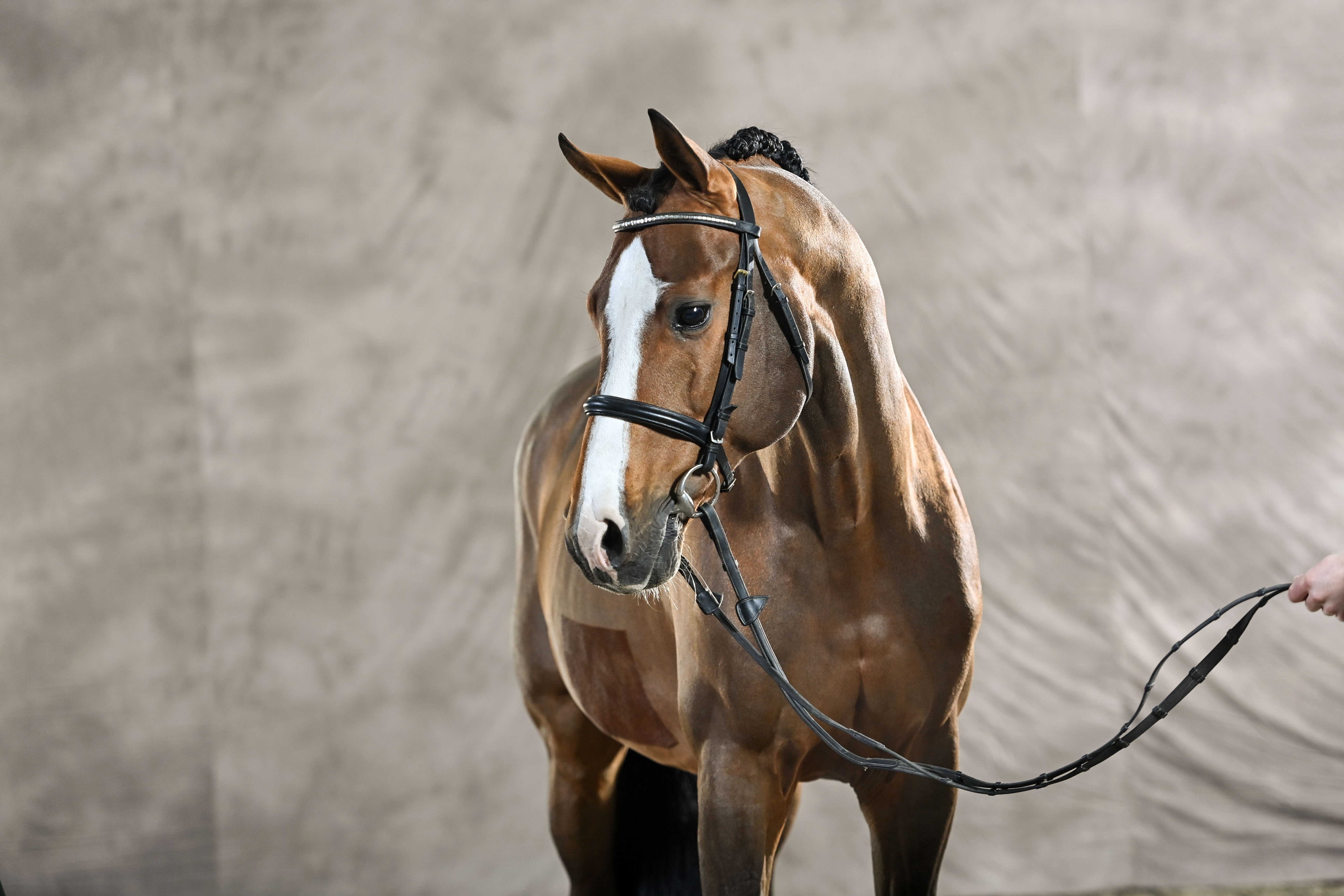 Das Bild zeigt einen braunen Pferd mit einem weißen Streifen auf der Stirn, das von einem Reiter an der Zügel hält.